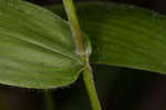 Bosc's panicgrass